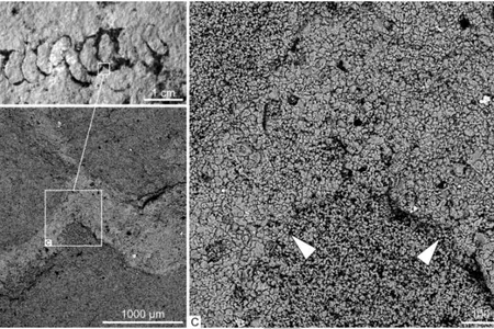 Agglutinated walls in Palaeopascichnus linearis from the khatyspyt formation