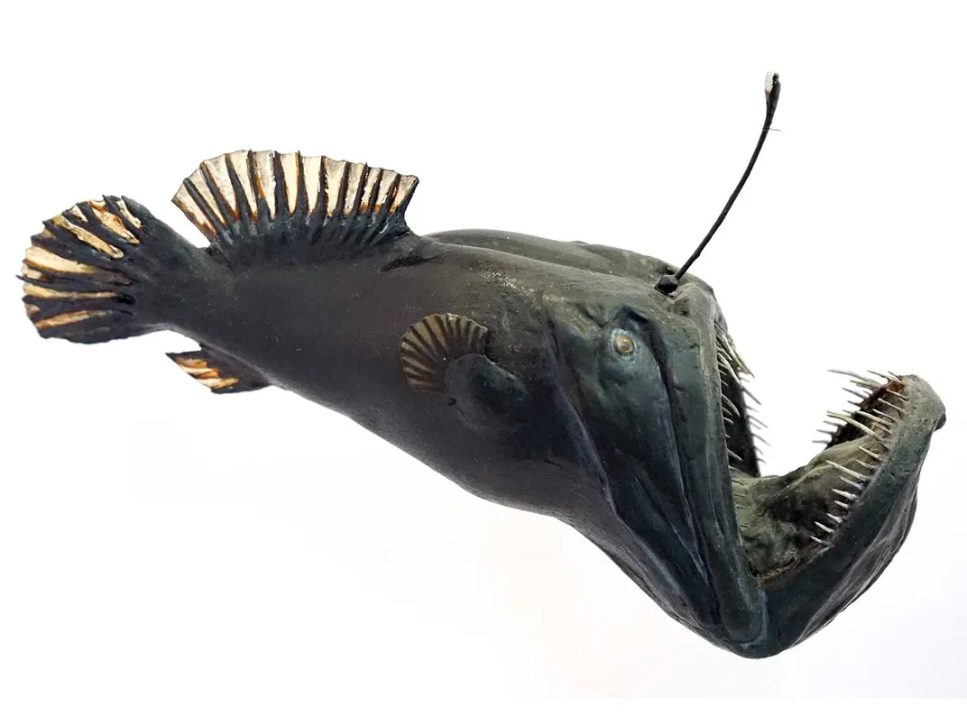 Anglerfish