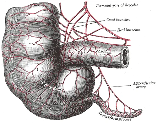 Appendix