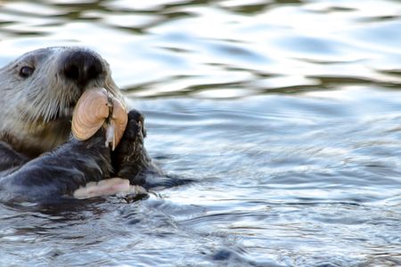 Smithsonian researchers found that otters that use tools aren't closely related.