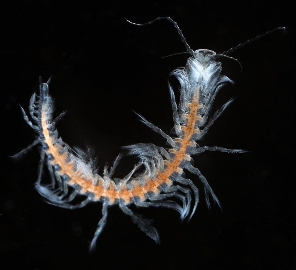 Gray and orange crustacean on black background.