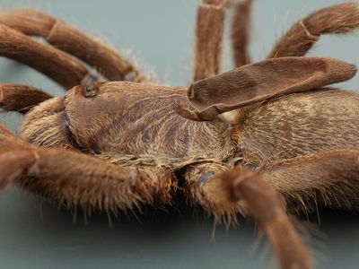 Unlike other horned spiders, this species boasts a soft, elongated horn