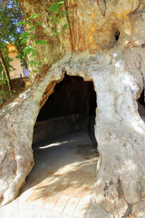 Hollow of a thousand-year-old plane tree thumbnail