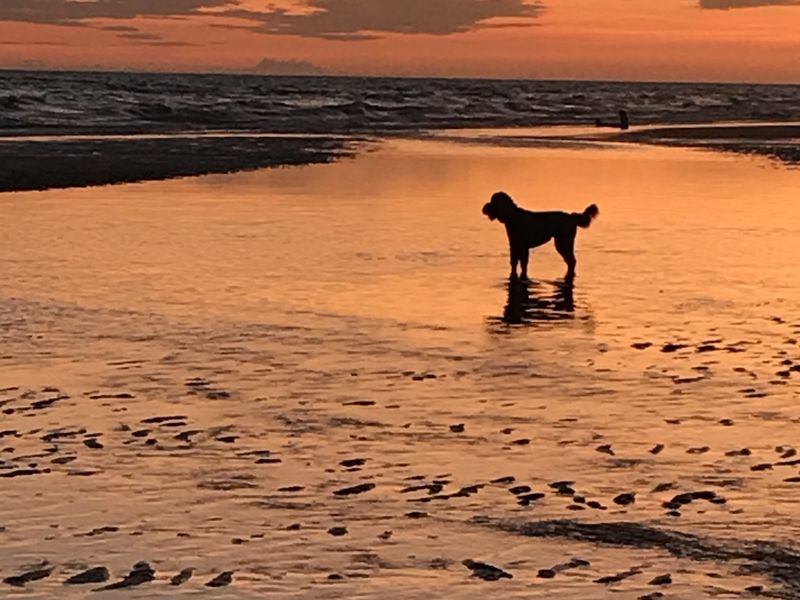 A dog on the beach at sunset | Smithsonian Photo Contest | Smithsonian