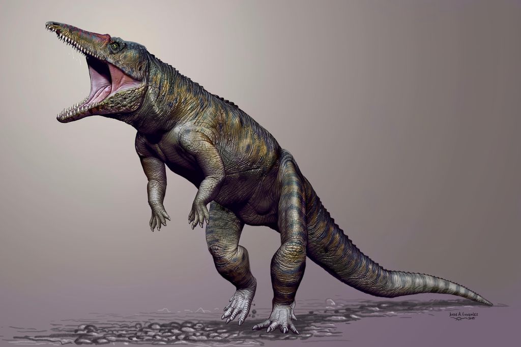 Croc