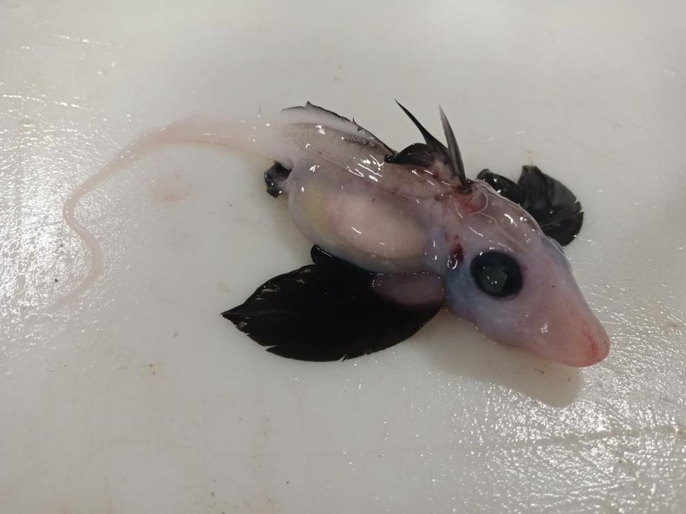 An image of a juvenile ghost shark