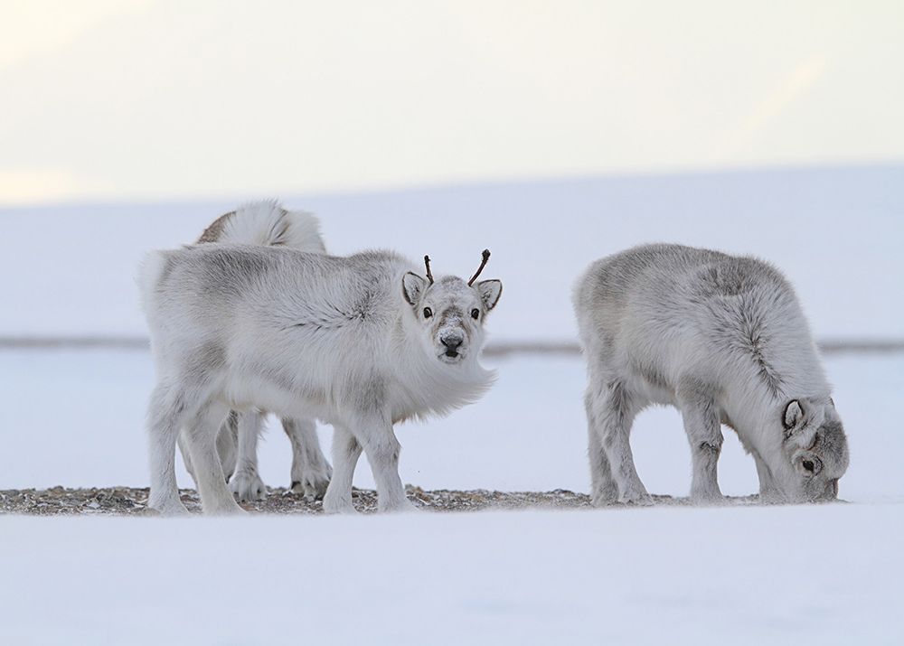 As the Planet Warms, What Happens to the Reindeer?