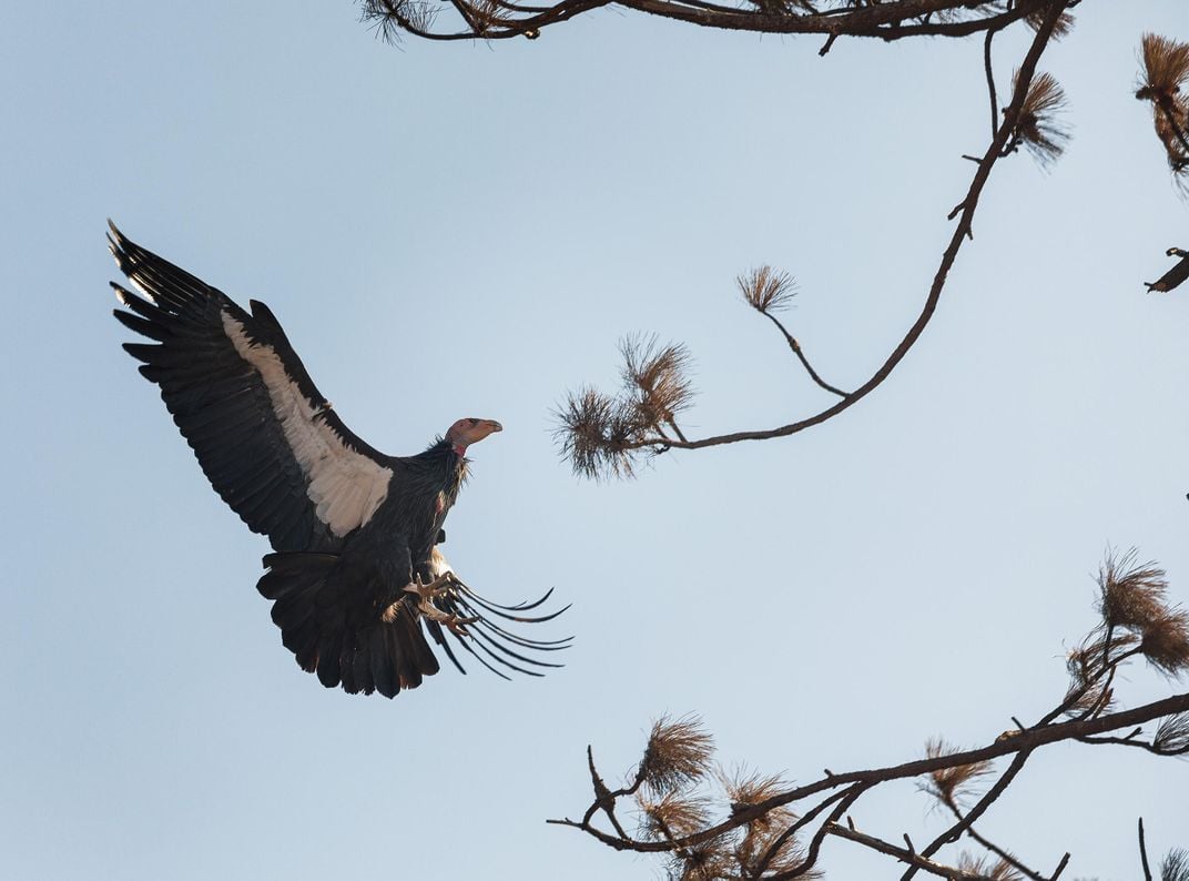 Condors congregate in a communal roost tree