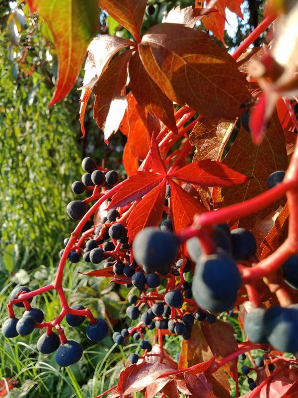 Maiden grapes in autumn thumbnail