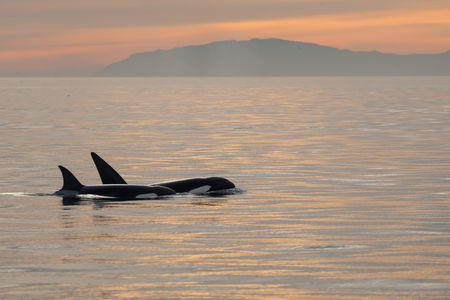 Scarce resources could push killer whales into menopause. 