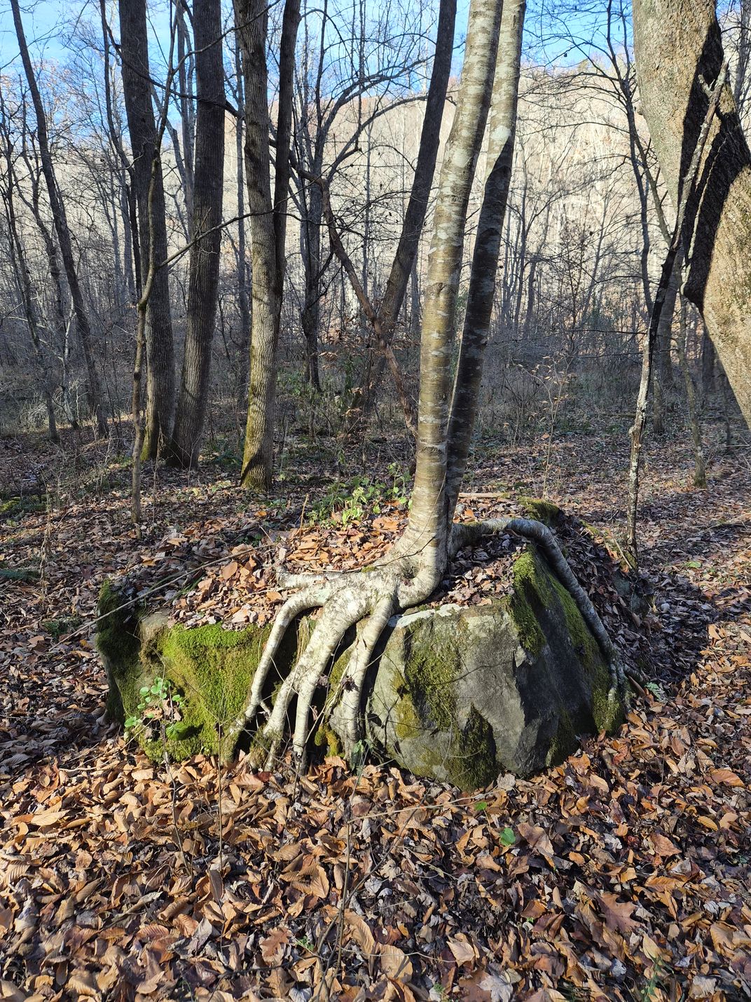 Tree growing from a boulder | Smithsonian Photo Contest | Smithsonian ...