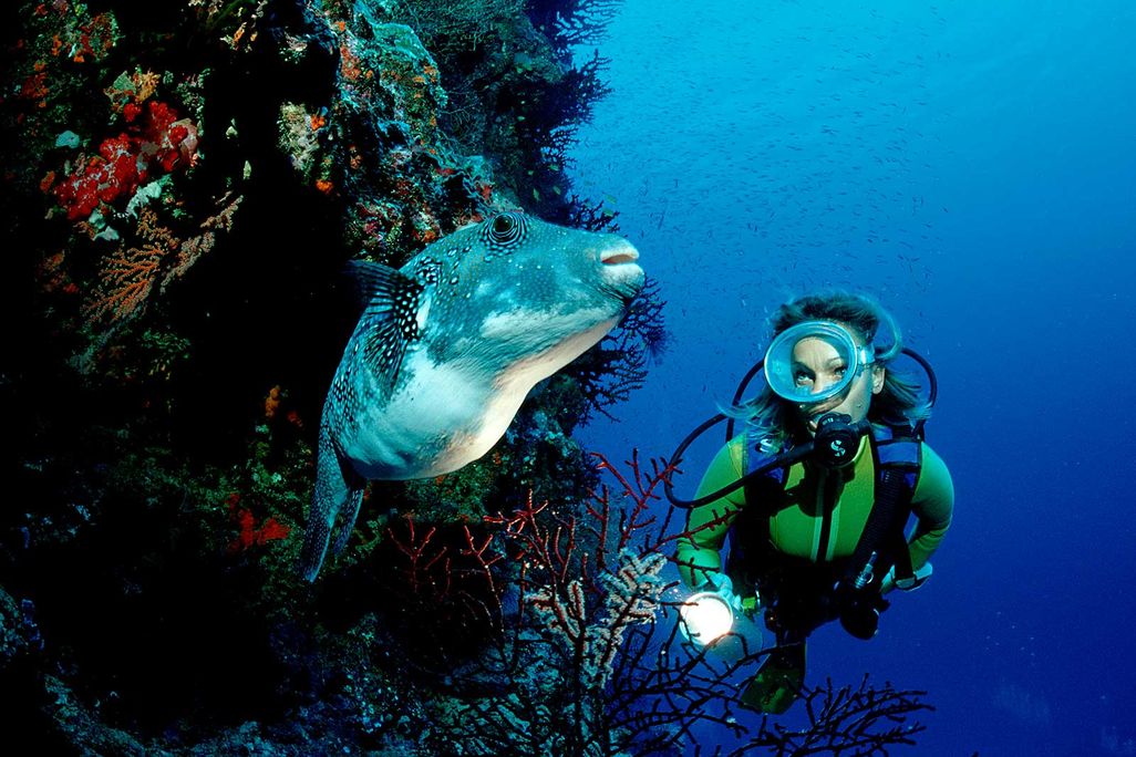 Diver and Fish