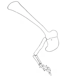 20110520083320Gorgosaurus-forelimb-237x300.png