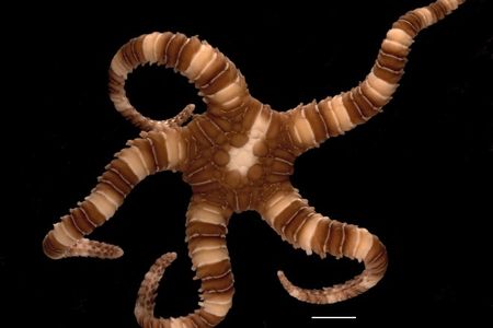 This brittle star, Sigsbeia oloughlini, was found the coast of Esperance, Western Australia.