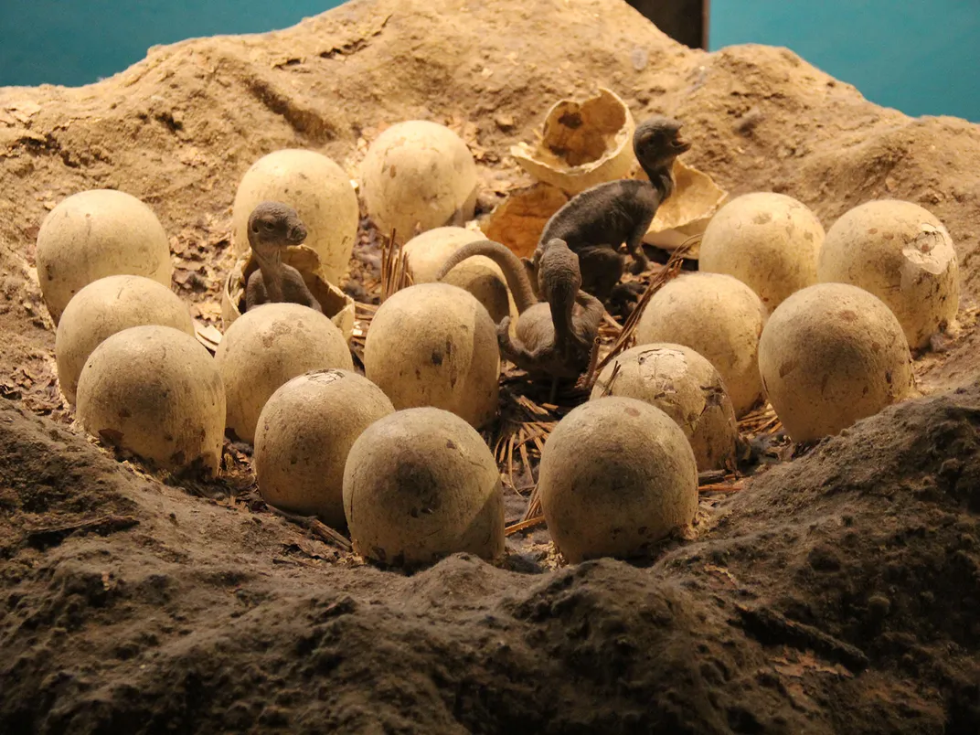 Dinosaur Eggs