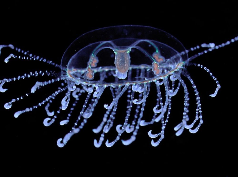 This jellyfish, Scolionema suvaense, was raised in the National Museum of Natural History’s Invertebrate Zoology “AquaRoom.” Here, the species is sinking through food with its tentacles spread wide. (Allen Collins, Smithsonian)
