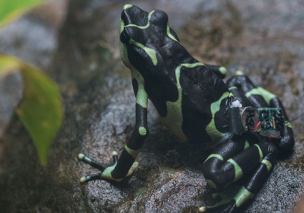 limosa-harlequin-frog-release.jpg
