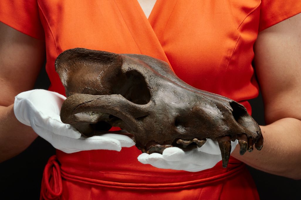 Person holding the skull of an animal