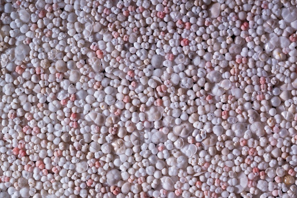 Plankton Foraminifera