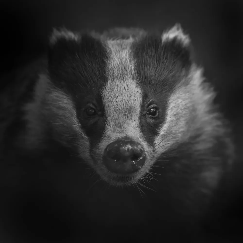 Close-up of a European badger taken at dusk.