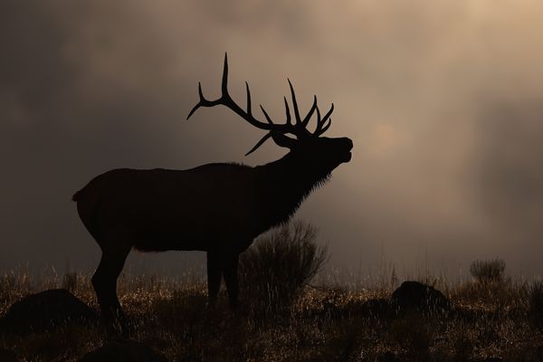 Rocky Mountain elk in rut thumbnail