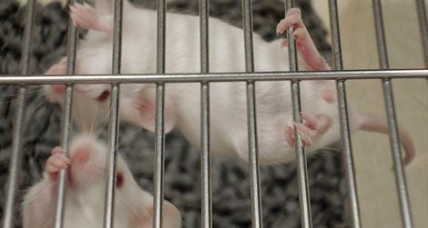 A new study involving lab mice could bring a breakthrough in treating Alzheimer's.