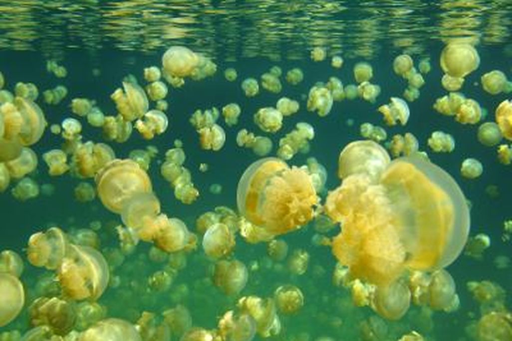 20110520102245jellyfish.jpg