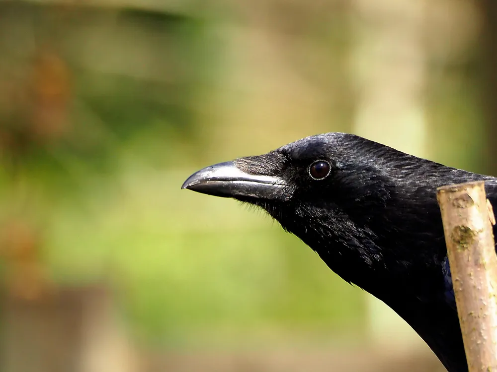 The head of a black carrion crow, in profile, looking left.