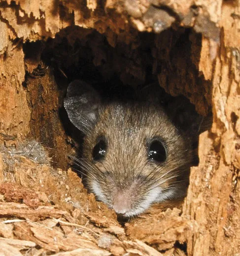 The Mystery of the Singing Mice