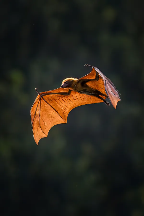 When the evening falls thumbnail