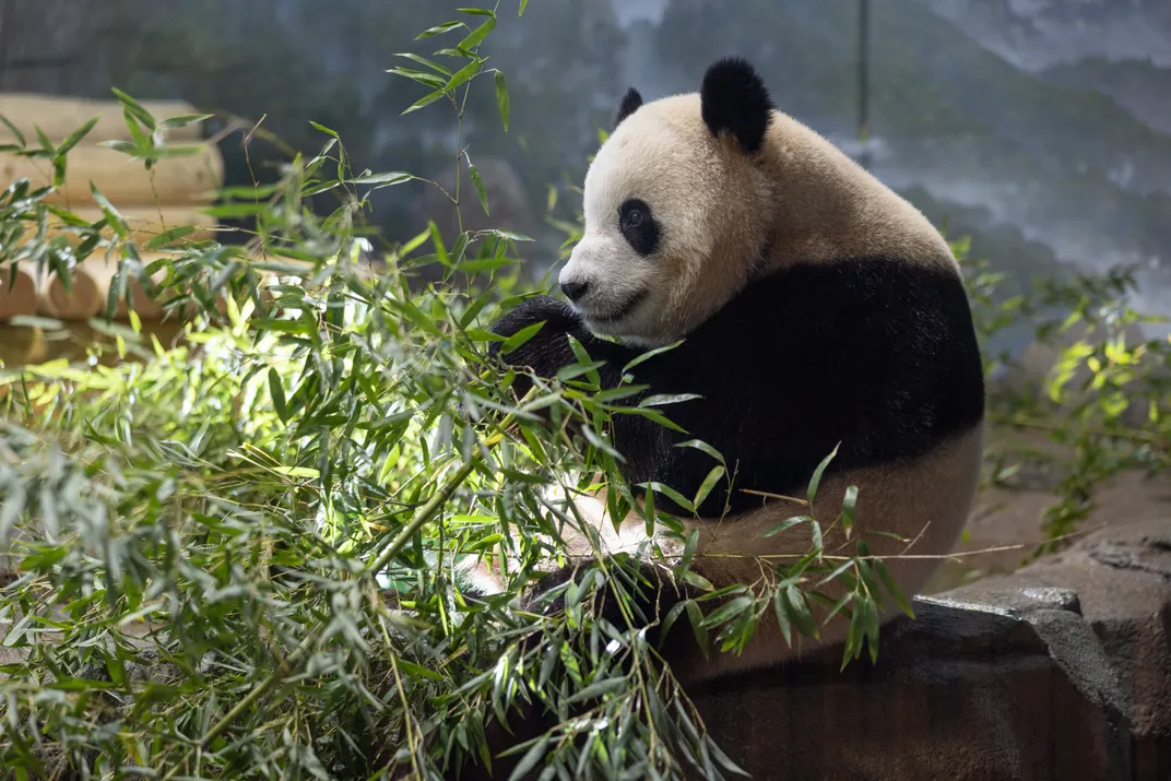 A giant panda munches on a massive pile of bamboo.