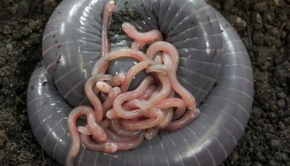 Inside the Wild Ways Many Creatures Make Milk