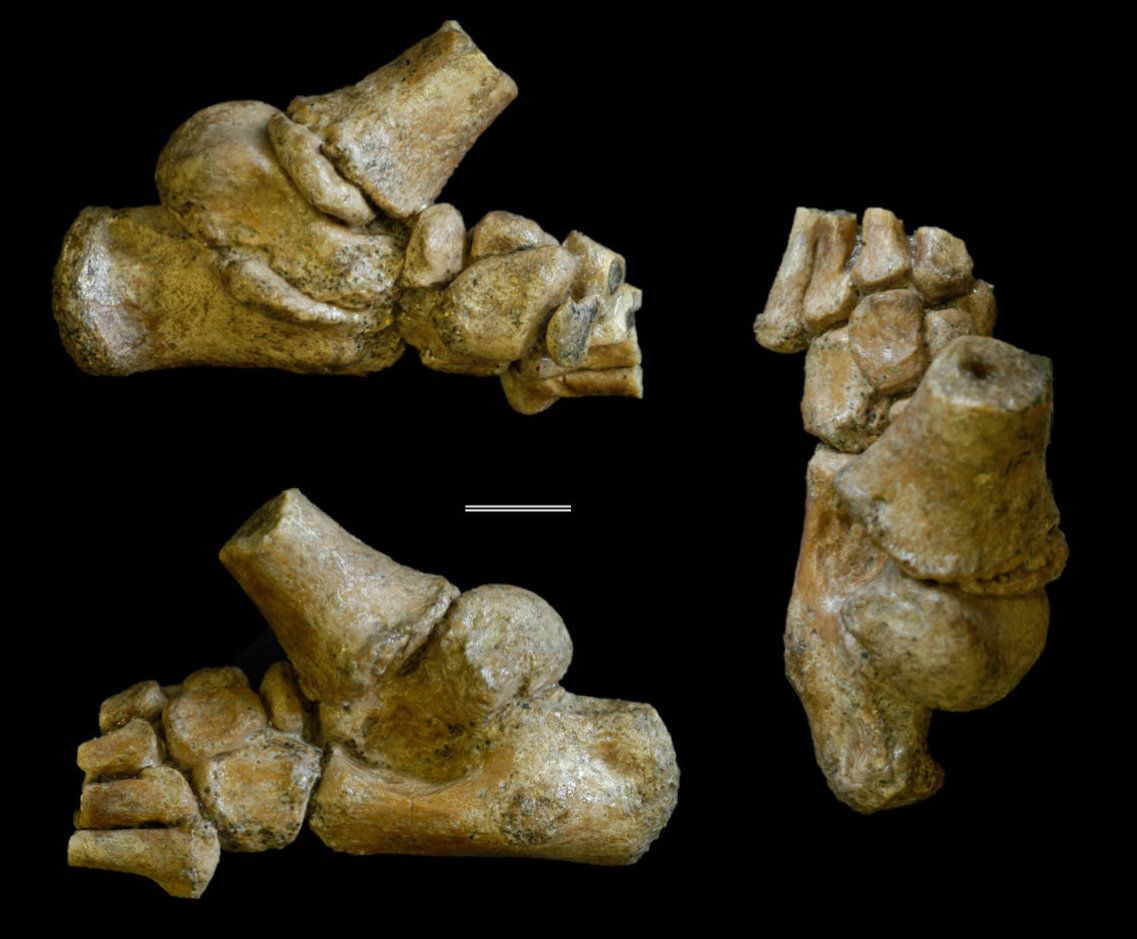 Окаменелости австралопитеков. Детеныши древних людей. Australopithecus Afarensis.