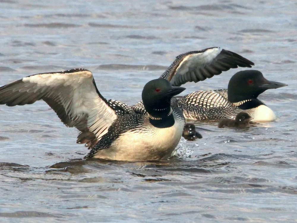 A black and white bird floating on water with wings outstretched next to two chicks and another black and white bird