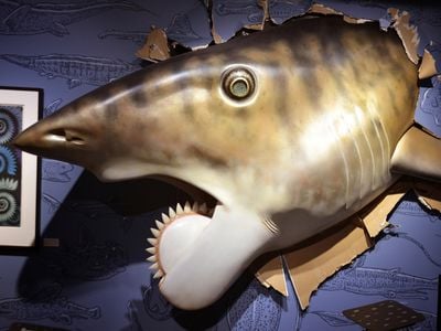 A life-sized Helicoprion head, created by sculptor Gary Staab, seems to burst through the wall at the Idaho Museum of Natural History as part of the buzz shark exhibit.