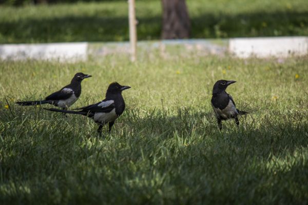 three crows thumbnail