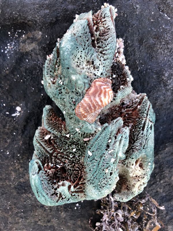 A washed up piece of colorful coral with shell at Playa Santispac, Baja thumbnail