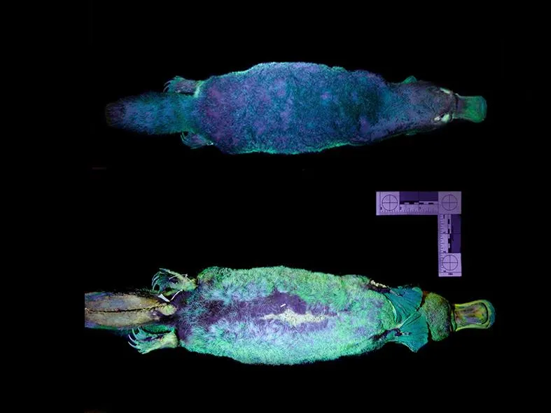 The top and bottom of a museum specimen platypus shown under ultraviolet light so they glow blue-green