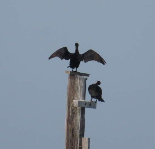 While photographing the Chesapeake Bay Bridge I got a photo of this might she baby pelicans. thumbnail