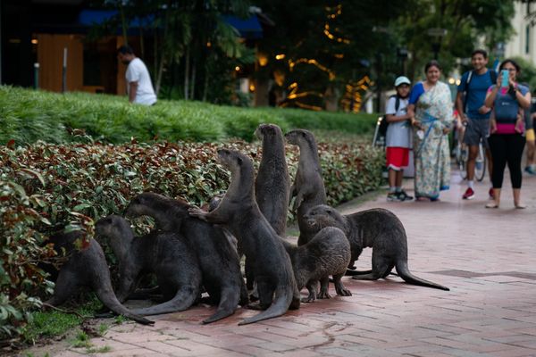 A family of otters entering a restaurant thumbnail