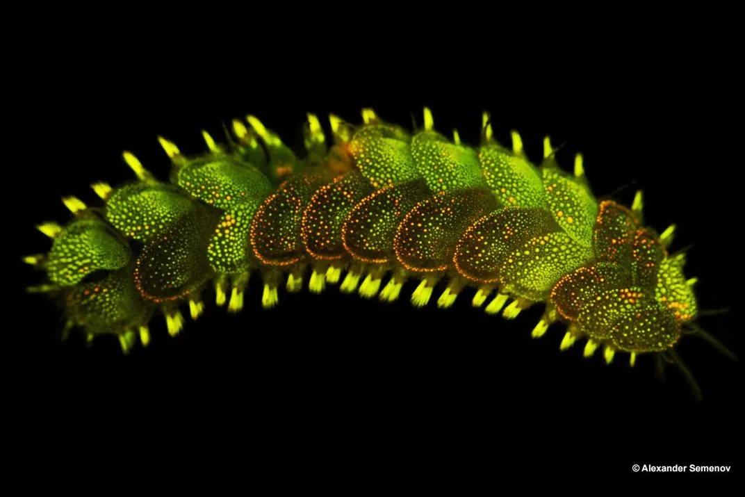 14 Fun Facts About Marine Bristle Worms 