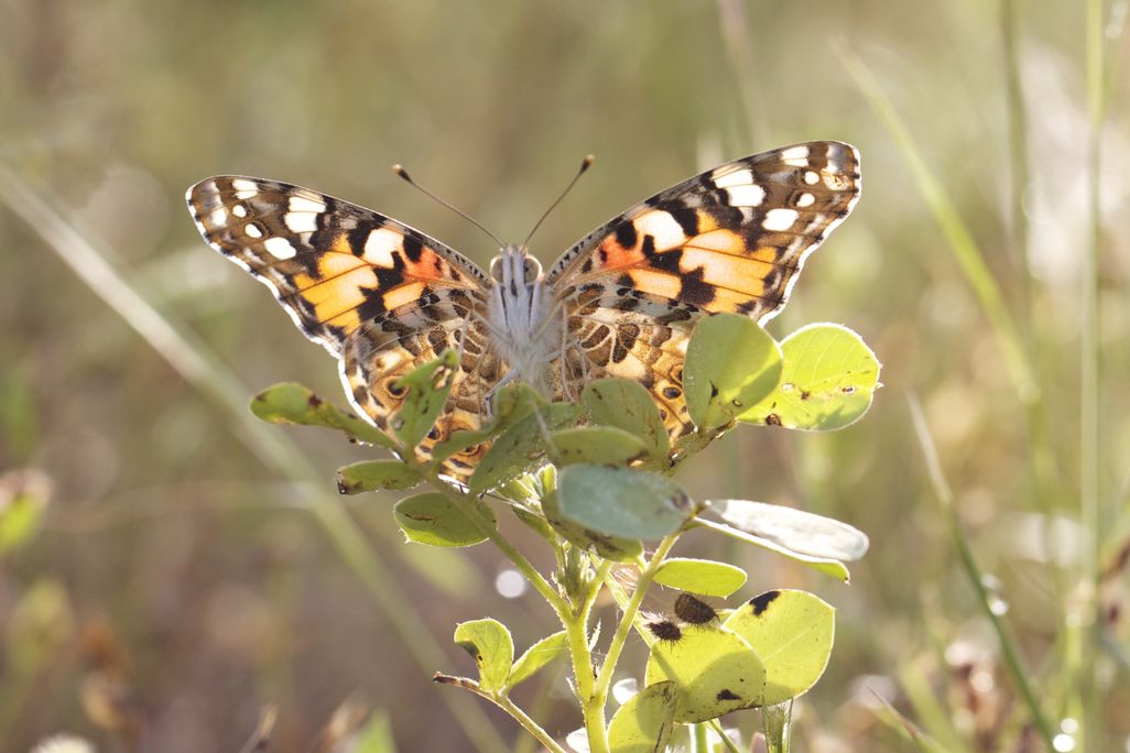 Orange, black and white butterfly with open wings on a plant