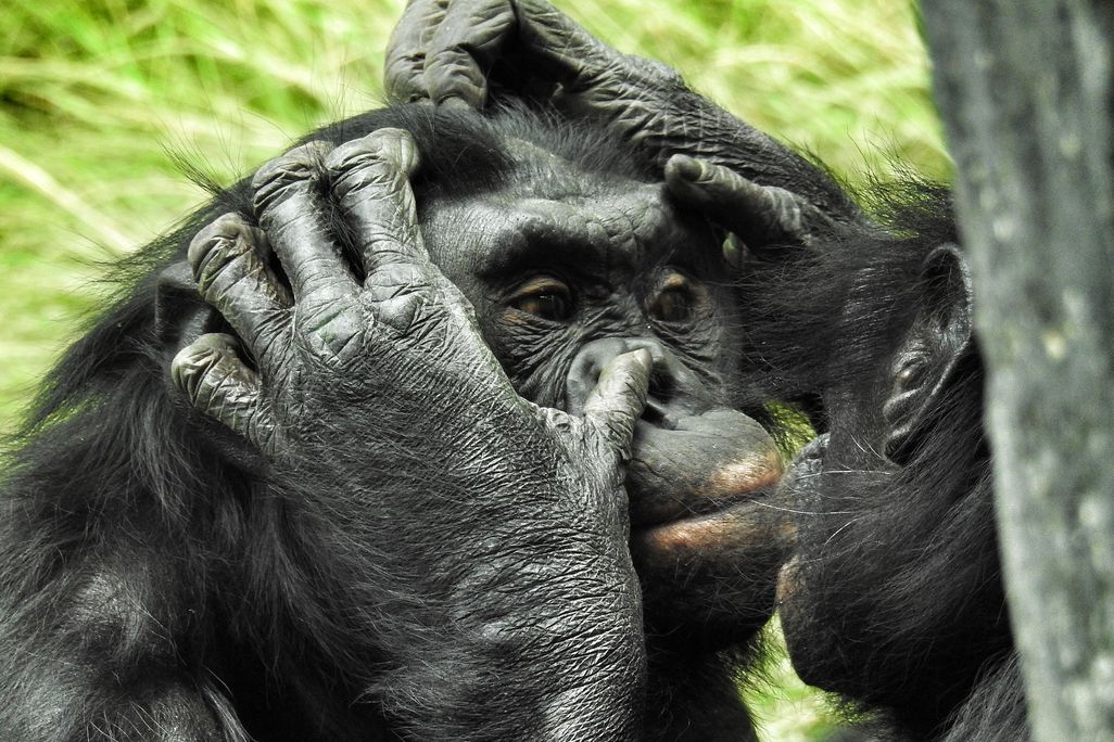A close-up image of a bonobo getting groomed by another bonobo