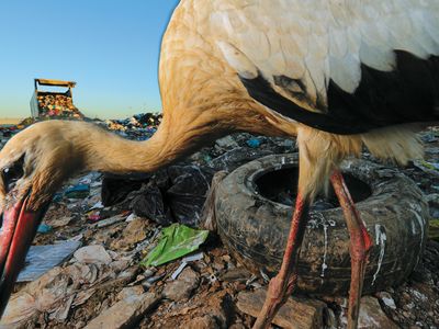 A white stork forages for food at a landfill in Beja, Portugal.