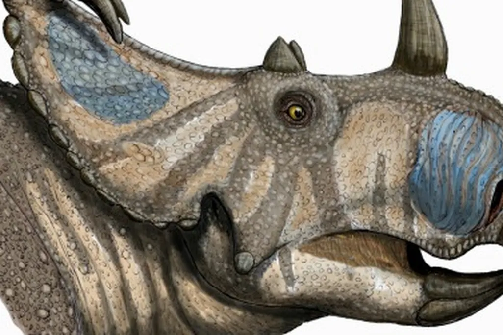A life restoration of Spinops sternbergorum