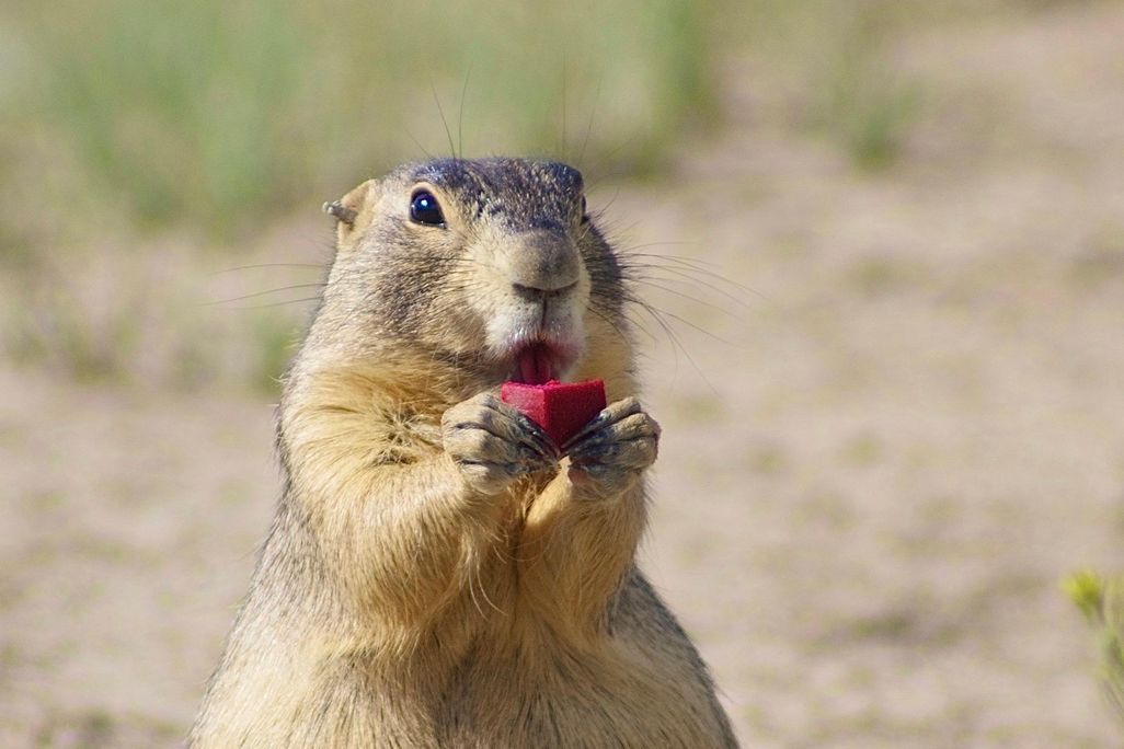 Prairie Dog