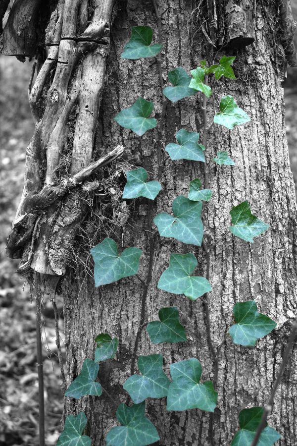 English Ivy (color selective) thumbnail