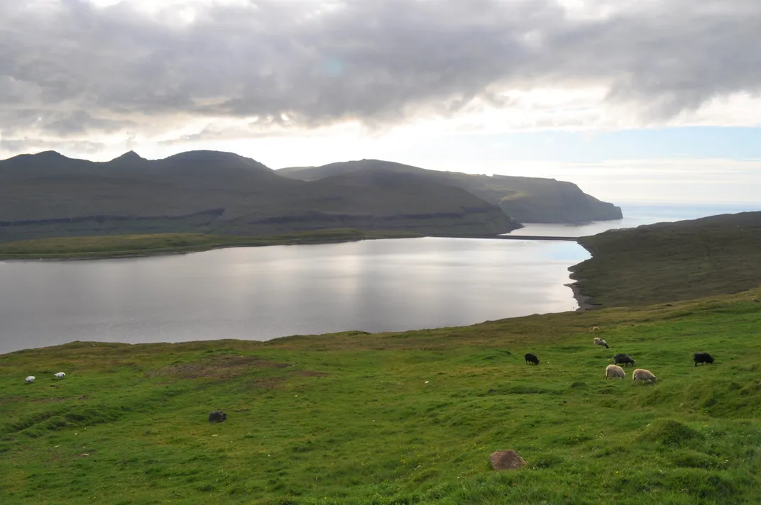 Lake side view of sheep grazing in a field near water