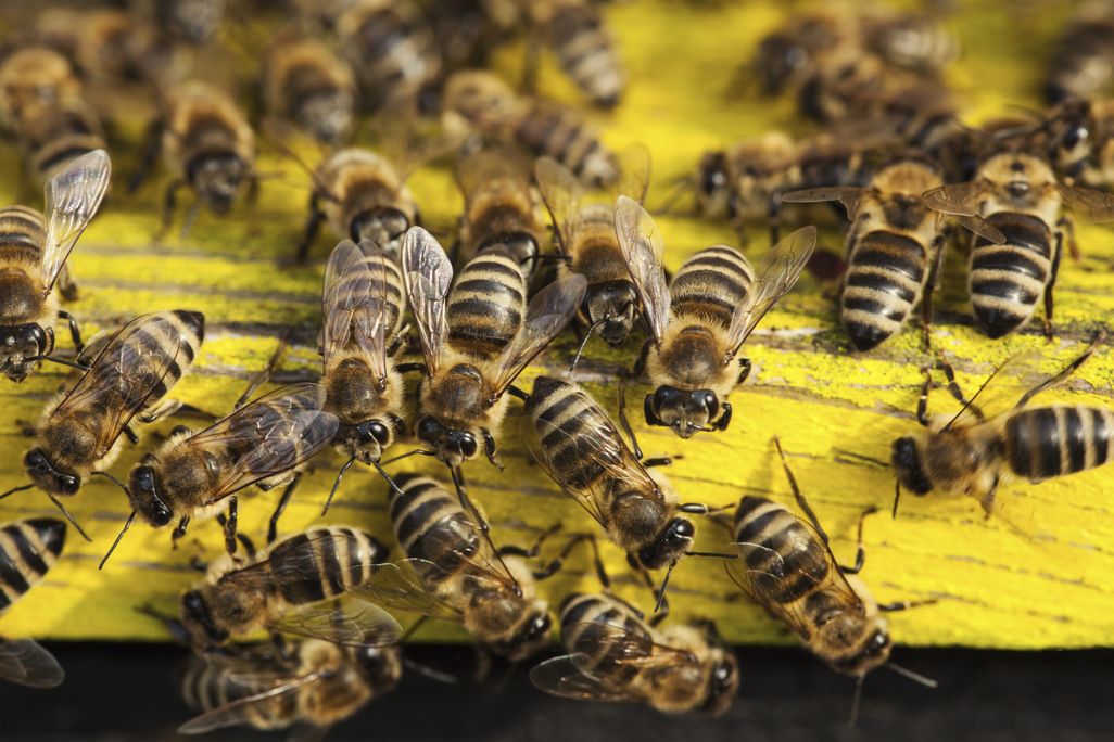 Bee biodiversity farming
