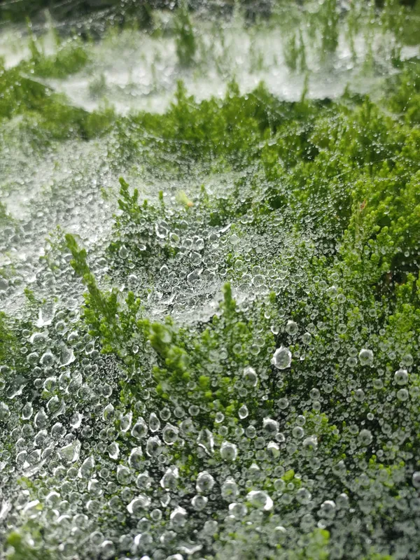 Galaxy upon a Spiderweb thumbnail